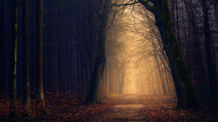 Autumn Forest Path 4K