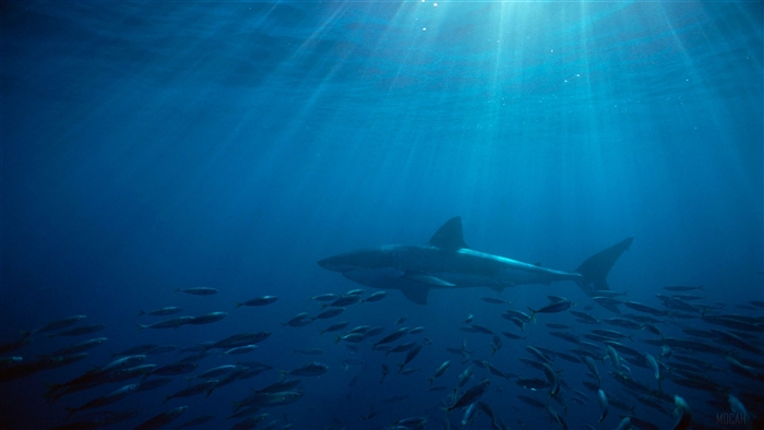 Great White Shark swimming near a school of fish in Australia 4K