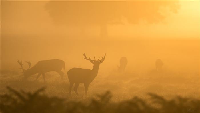 Deer in Bushy Park at Sunrise 4K