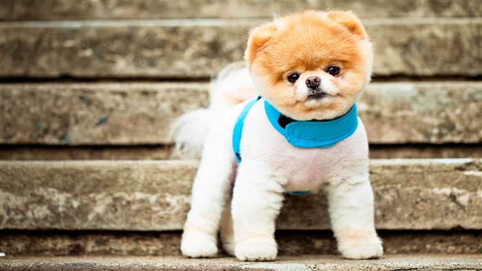 Boo The Cutest Dog