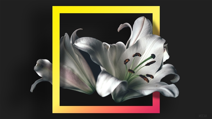 White lilies in a geometric frame
