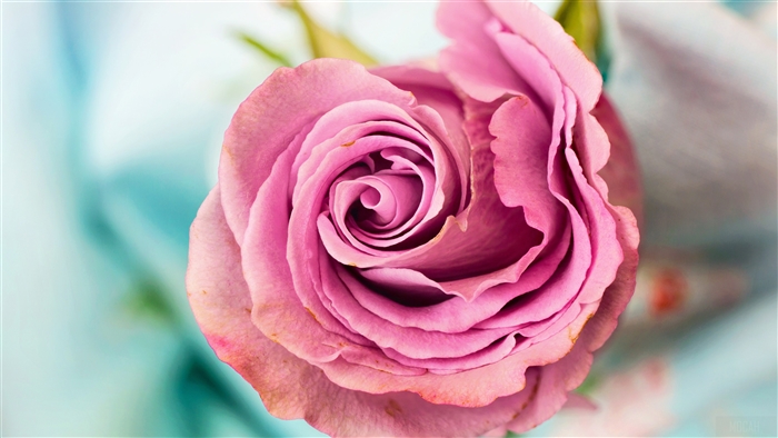Pink Rose