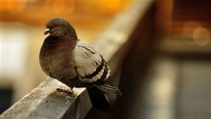 Pigeon on a wooden railing in 4K