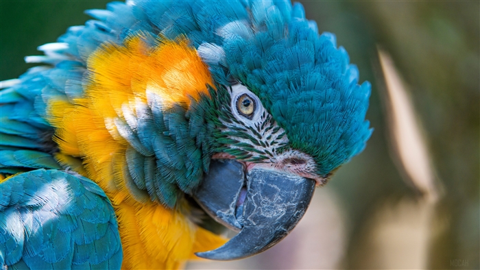 Blue and yellow Macaw