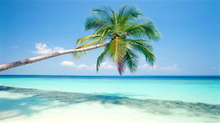 Tropical Island Beach with Palm Tree 4K