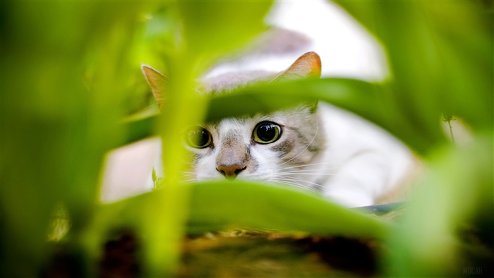Cat hiding in green foliage 4K
