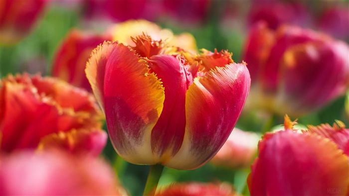 Fringed Red and Yellow Tulip Flowers 4K