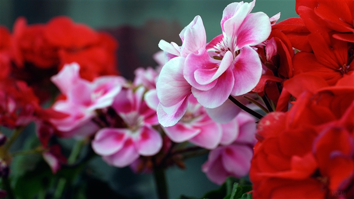 Pink and Red Geranium Flowers 4K