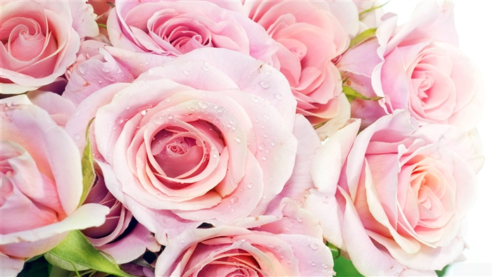 Pink Roses