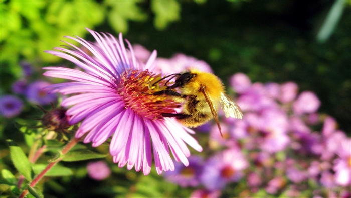 Bumblebee on a Pink Aster Flower 4K