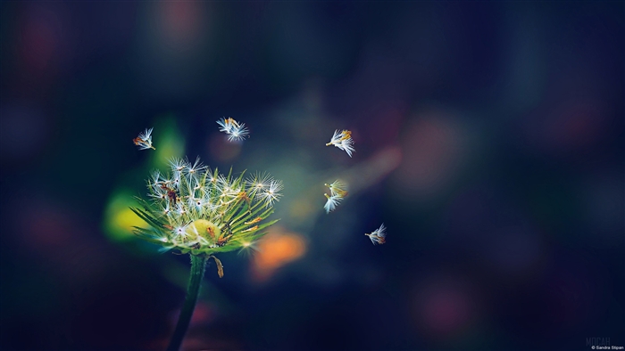 Dandelion seeds flying in 4K