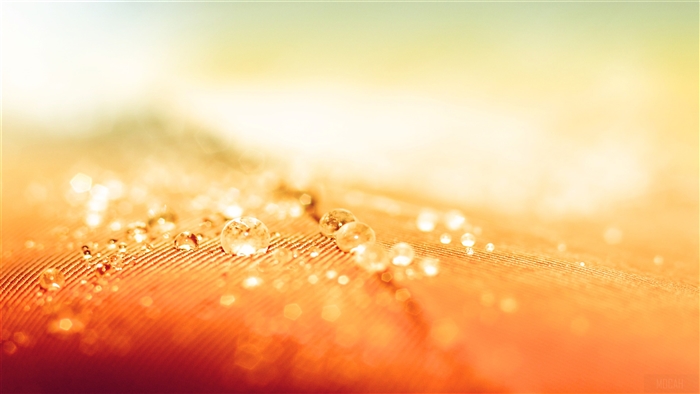 Water droplets on a feather, 4K