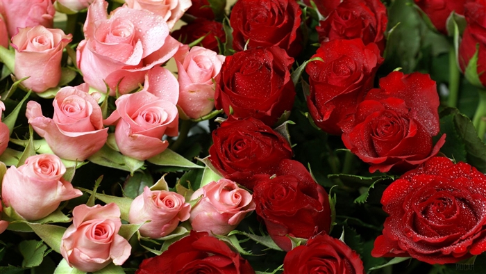 Pink and Red Roses Bouquet 4K