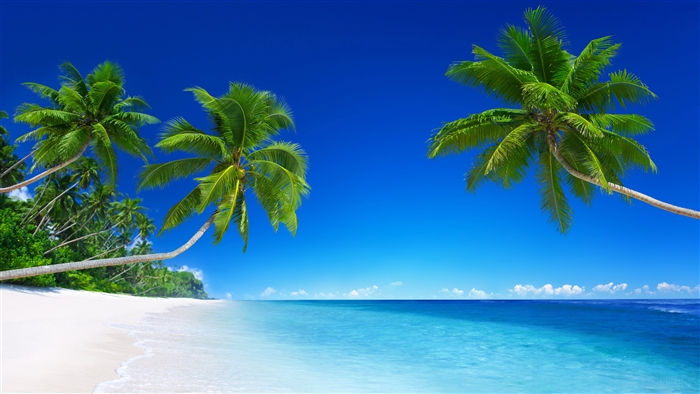 Tropical Beach Paradise