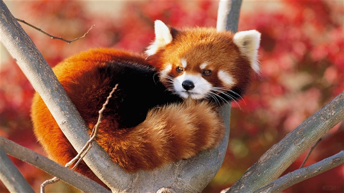 Lesser Panda Relaxing on Tree Branch in Japan 4K