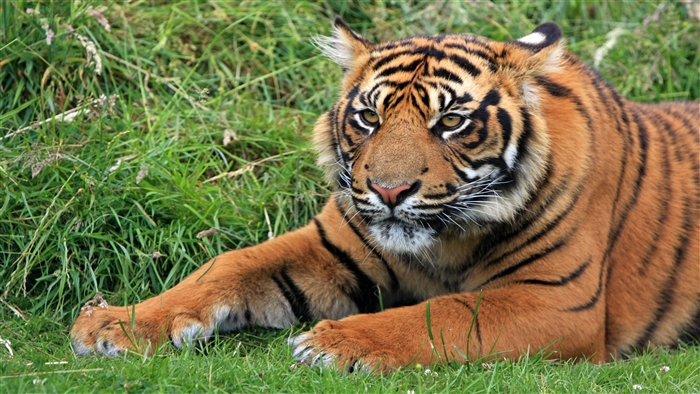 Wild Sumatran Tiger