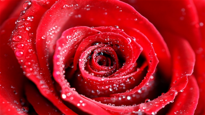Water Drops on Red Rose