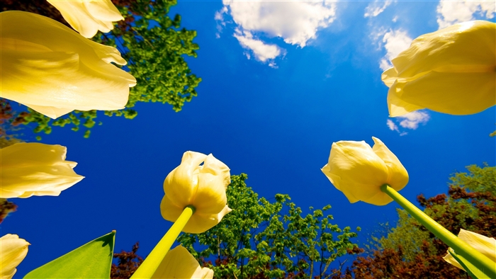 Yellow Tulips Blooming Towards a Blue Sky 4K