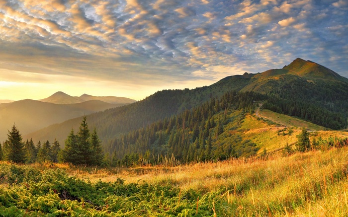 Mountain range with pine forest and cloudy sky at sunset