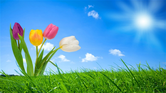 Spring Tulips in a Grassy Field Under the Sun