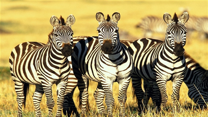 Three Zebras in Masai Mara, Kenya 4K