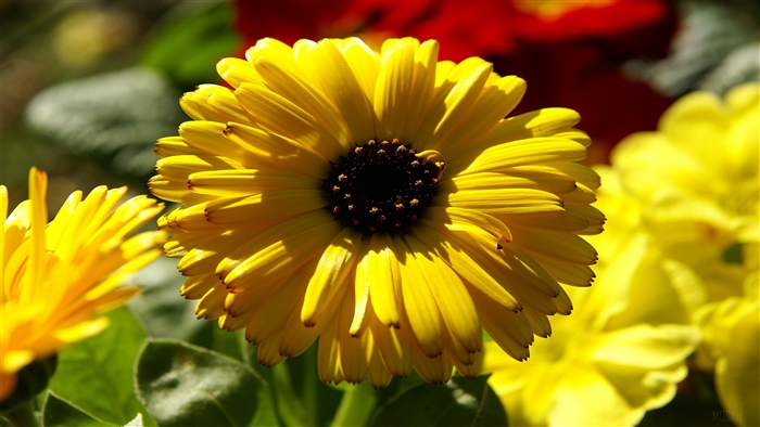Yellow Calendula Pot Marigold