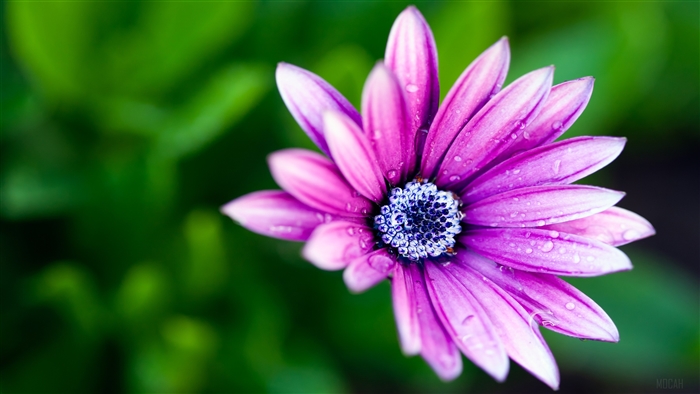 Wet Purple Daisy 4K
