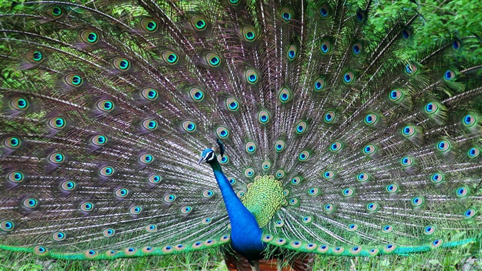 Indian Peafowl displaying feathers 4K