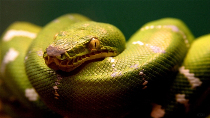 Emerald Tree Boa Snake 4K