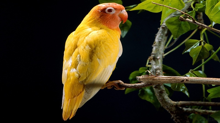 Yellow Lovebird Parrot 4K