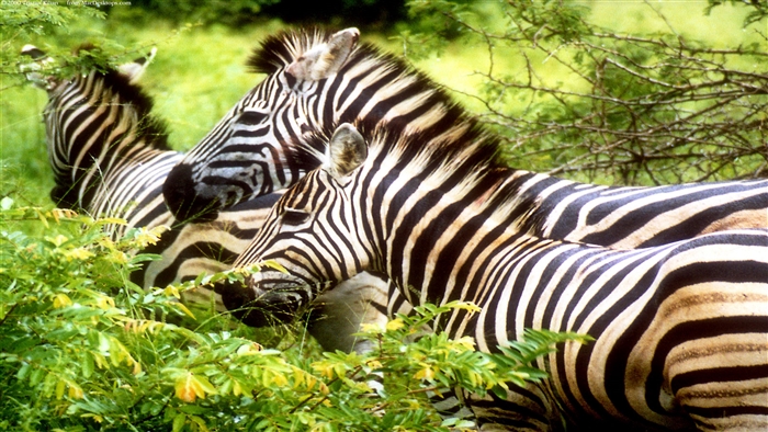 Three zebras in a green field