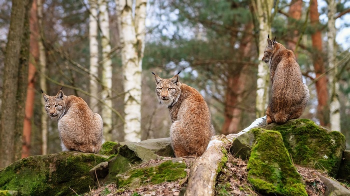 Three lynx cats sitting on mossy rocks in a forest