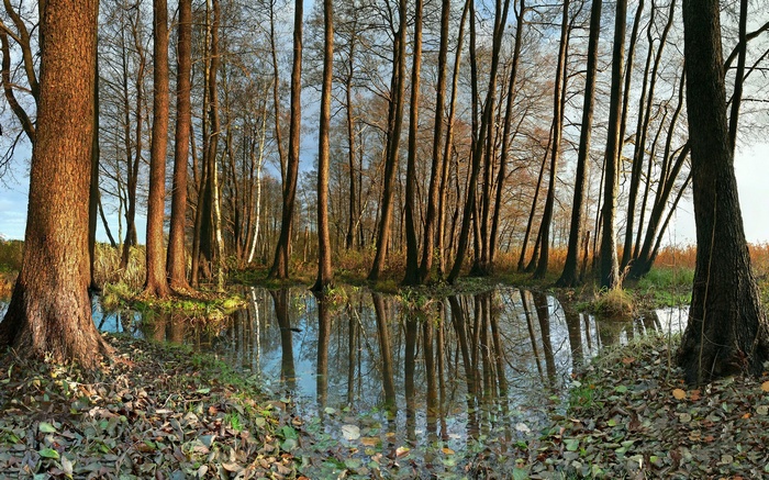 Trees reflected in water in a forest