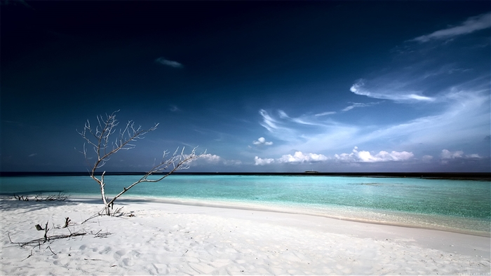 Dead Tree on a White Sand Beach with Turquoise Water