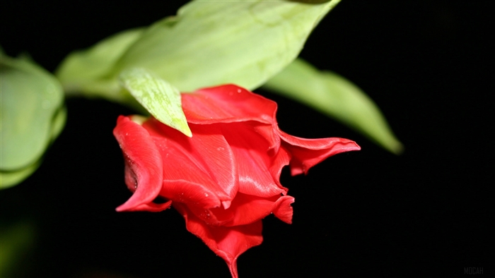 Red Tulip Flower in Black 4K