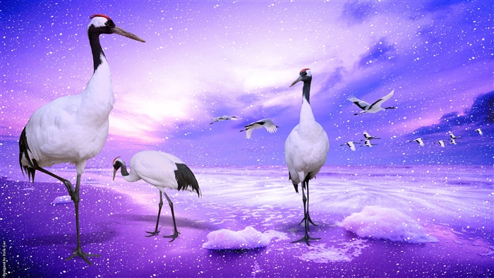 Red Crowned Cranes in a Snowy Landscape 4K