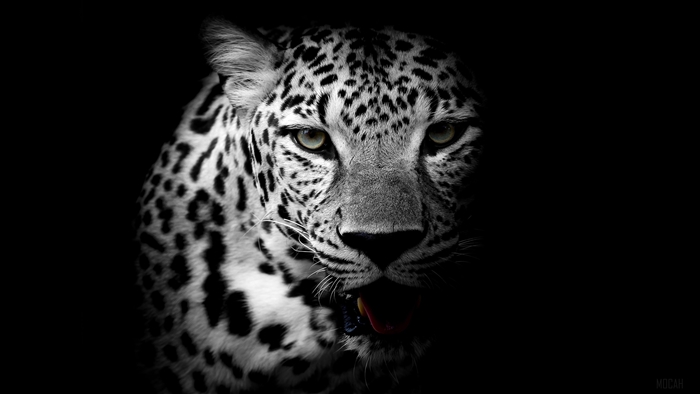 Leopard portrait in black and white 4K