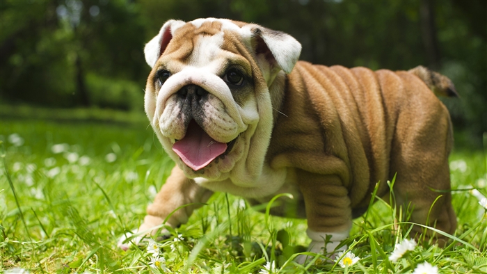 British Bulldog puppy in grass 4K