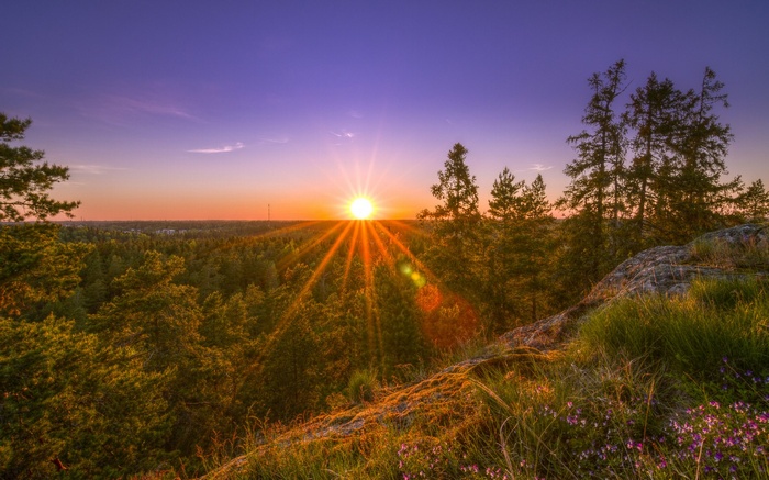 Sunset over a forest with sun rays and flowers
