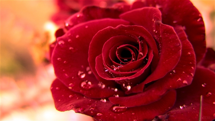 Red Rose with Water Droplets 4K
