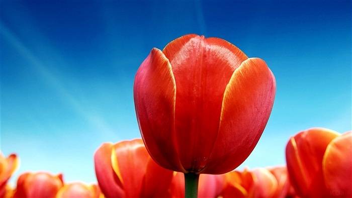 Red Tulips Field 4K