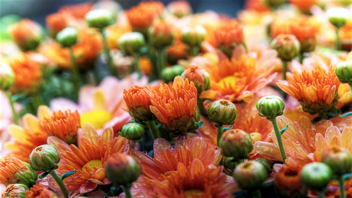 Orange and pink chrysanthemums with green buds