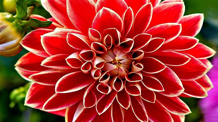 Red Dahlia