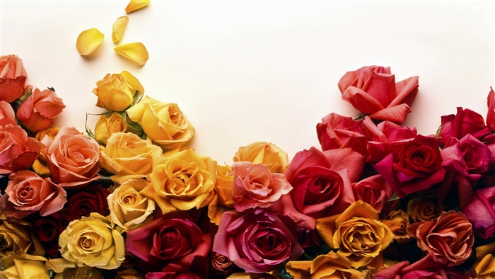 Colors of Roses