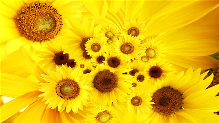 Sunflowers 4K