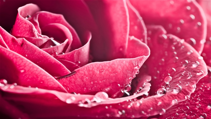 Close-up of a Pink Rose with Water Droplets 4K