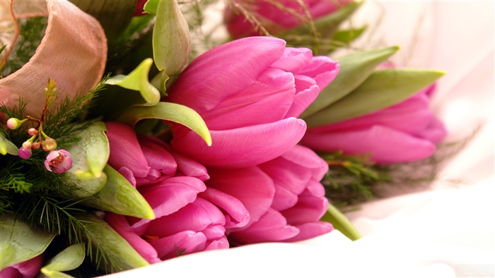Fancy Pink Tulips 4K
