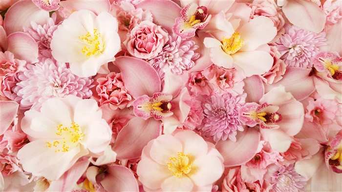 Pink Orchids and Camellias 4K