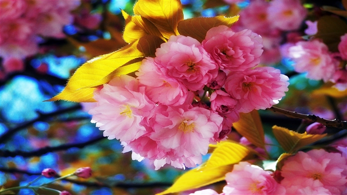 Vibrant Pink Cherry Blossoms with Golden Leaves