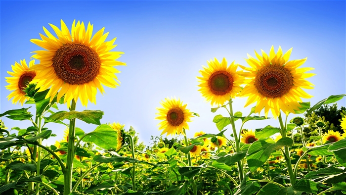 Gorgeous Sunflowers